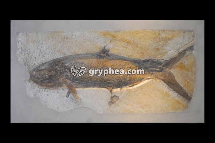 Poisson fossile (Caturus velifer, Jurassique, -150 Ma) - gryphea.com